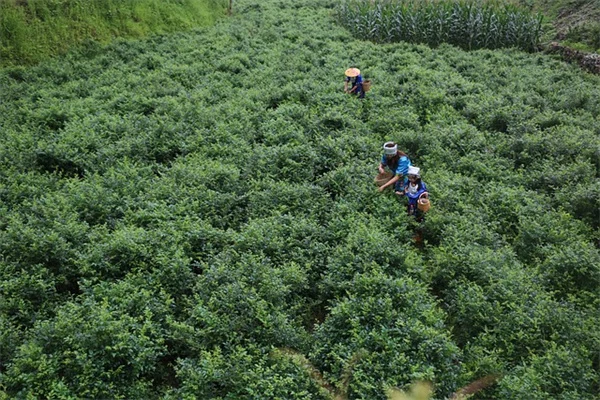 Rob Lowe's Breast Cancer Story: How Clinical Trials Saved His Family