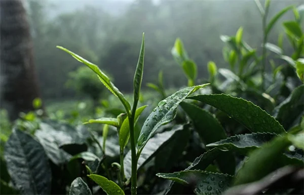 NYC TikTok Influencer Charged for Selling Fake Ozempic: What You Need to Know