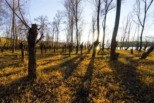 Wegovy Medicare Coverage: 3.6M Seniors Now Eligible for Heart-Healthy Weight Loss Drug